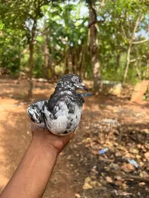 Pigeon