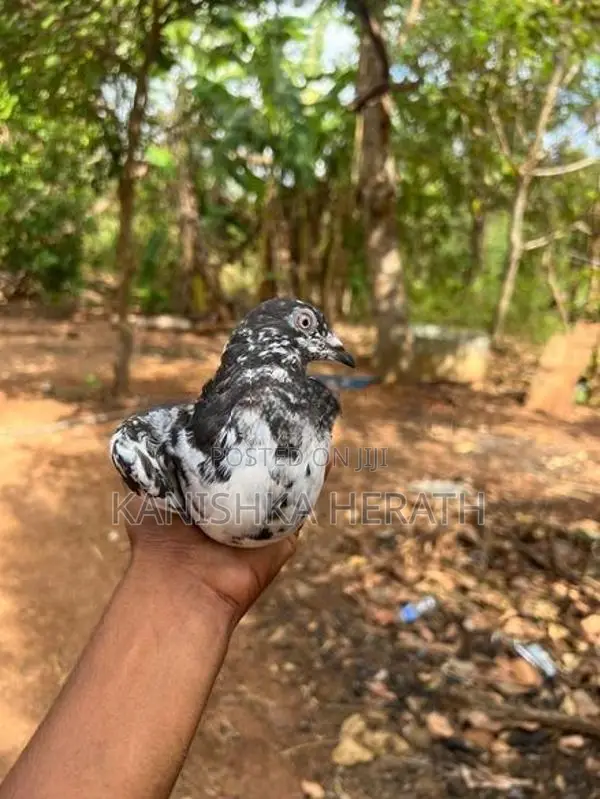 Pigeon