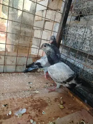 Birds