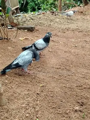 Birds