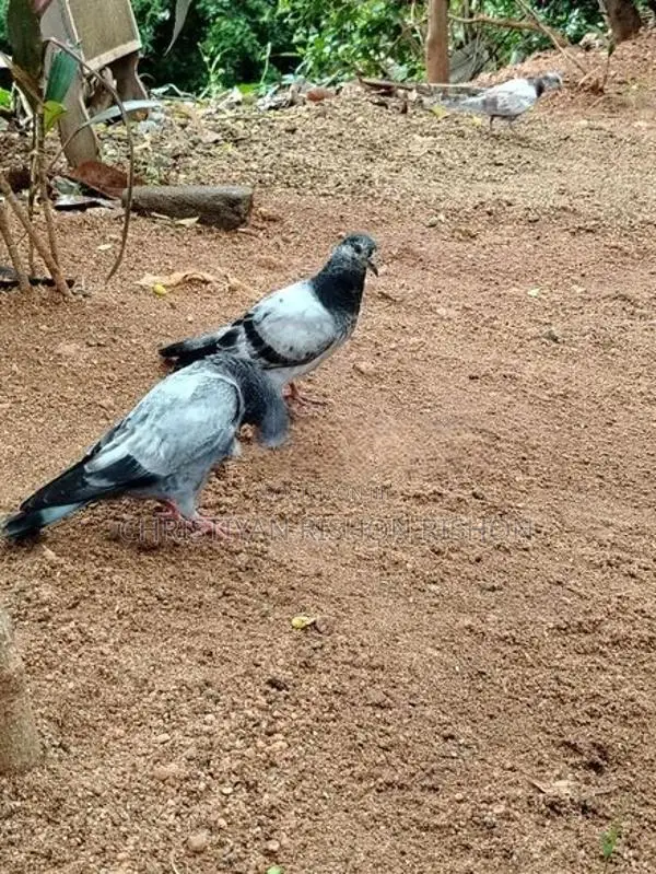 Birds