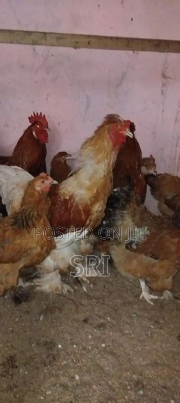 Brahma சேவல்