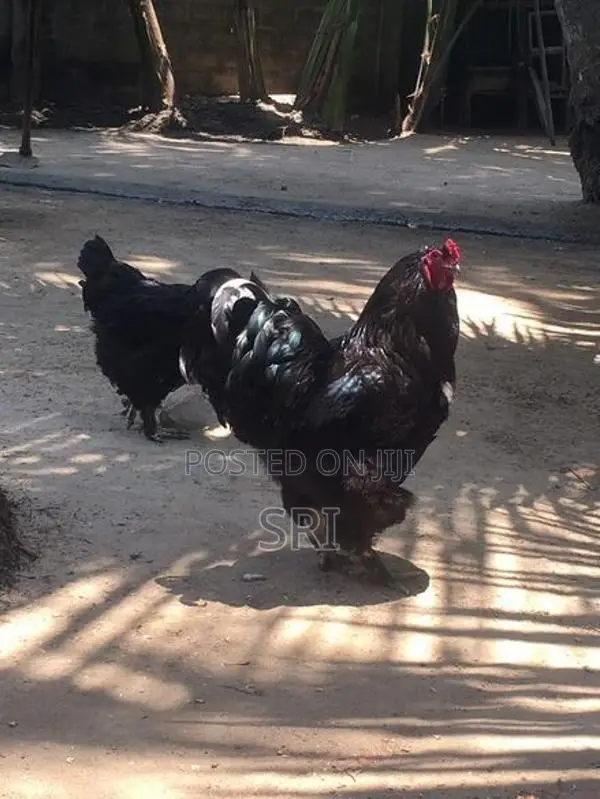 Brahma சேவல்