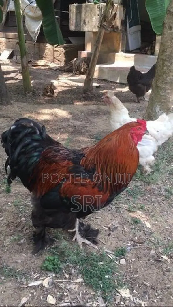 Brahma சேவல்