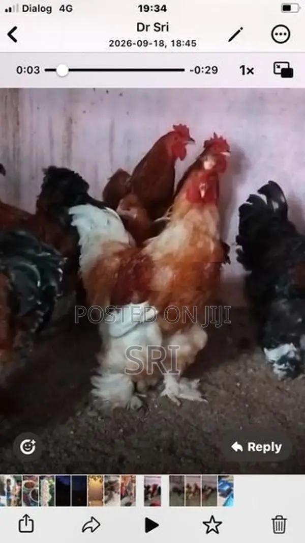 Brahma சேவல்