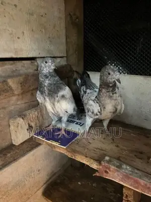 Pigeon
