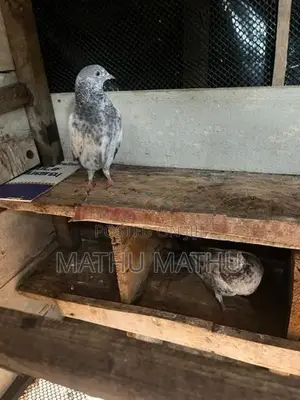 Pigeon
