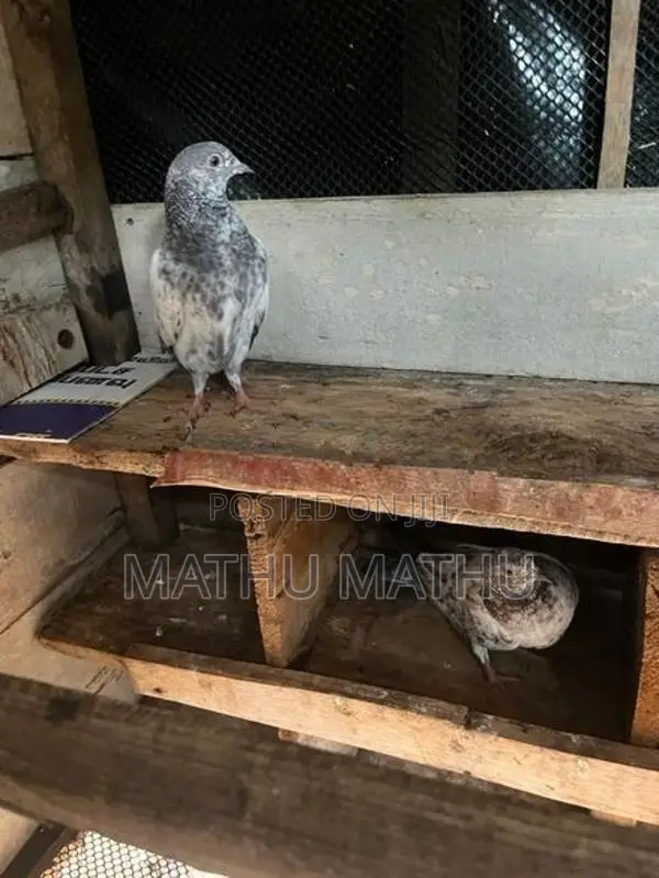 Pigeon