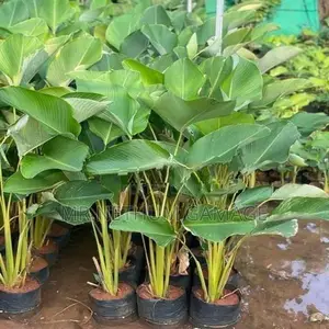 Plants