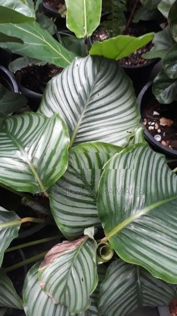Plants