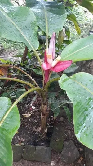 Plants