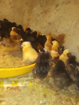 Country Chicks