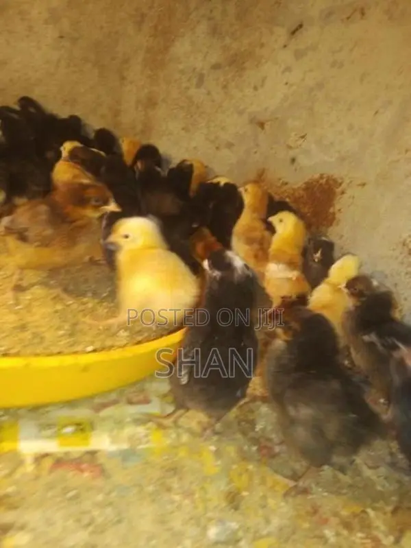 Country Chicks