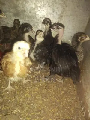 Country Chicks