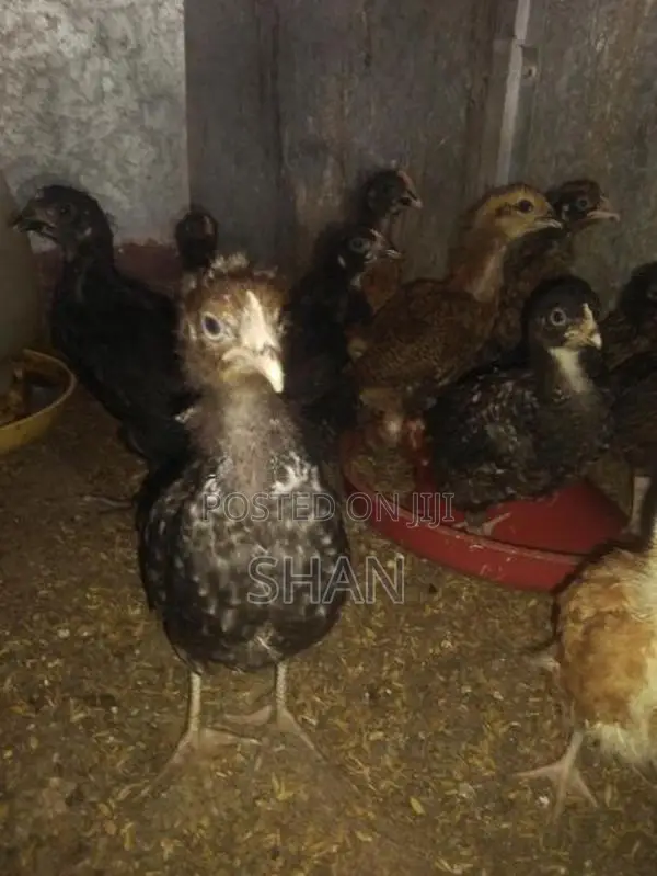 Country Chicks