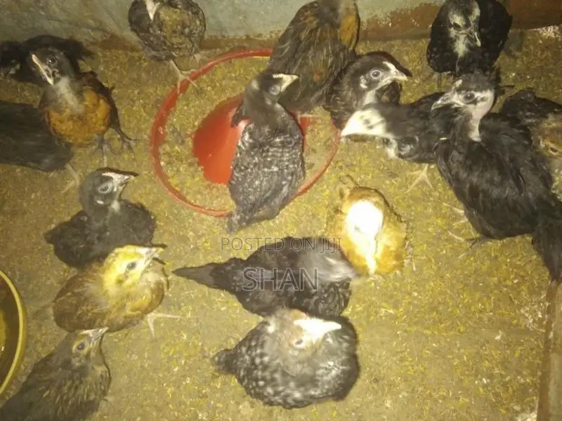 Country Chicks