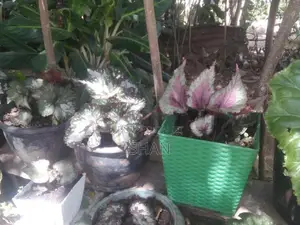 Begonia Plants