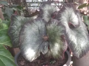 Begonia Plants