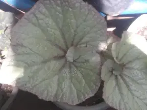 Begonia Plants