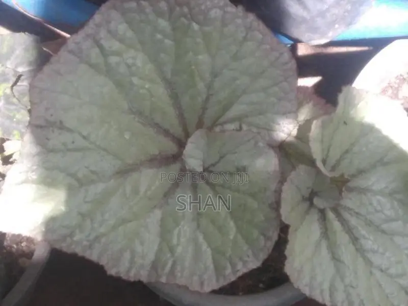 Begonia Plants