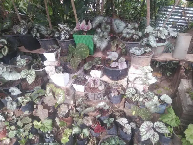 Begonia Plants
