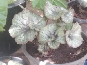 Begonia Plants