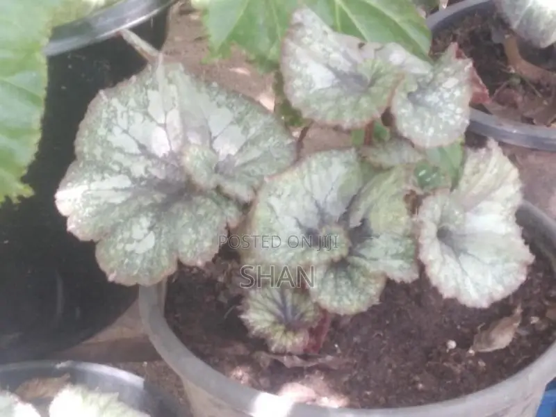 Begonia Plants