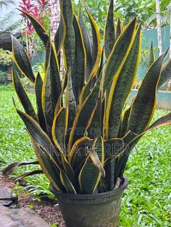Sansevieria Plants