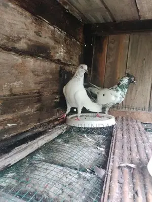 Pigeons