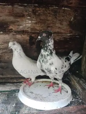 Pigeons