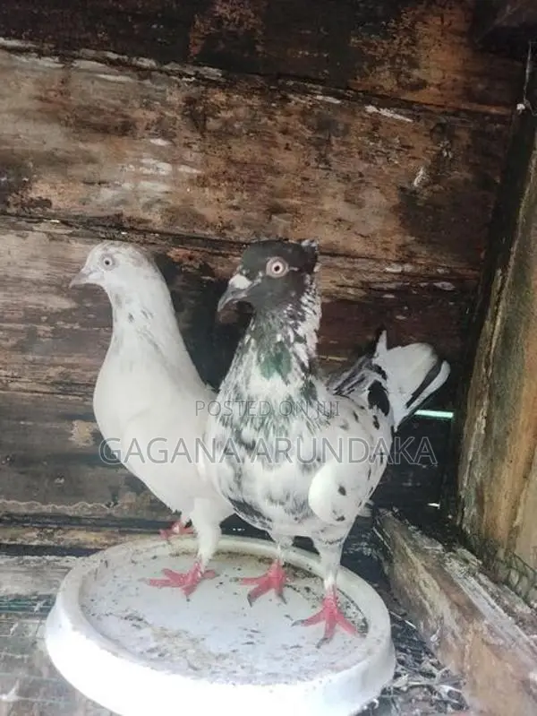 Pigeons