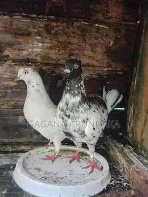 Pigeons