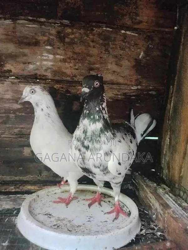 Pigeons