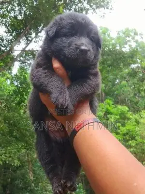 German Shepherd Puppy
