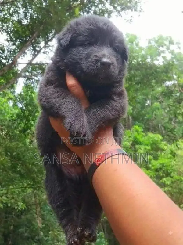 German Shepherd Puppy