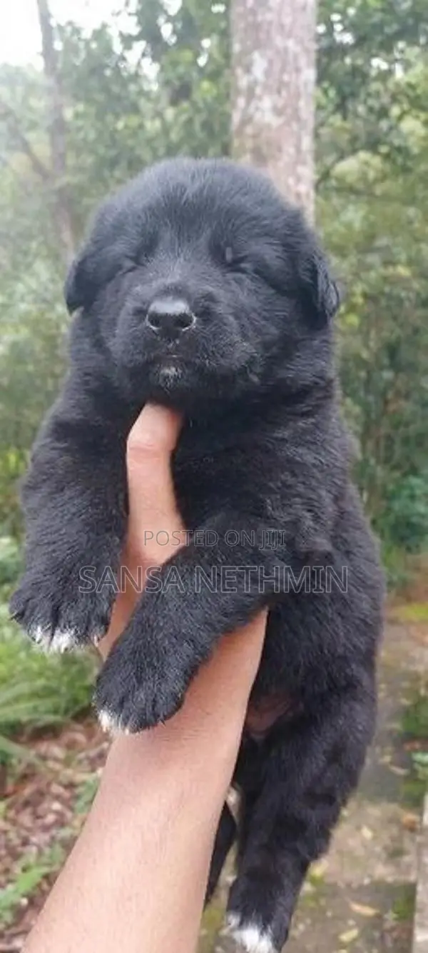 German Shepherd Puppy