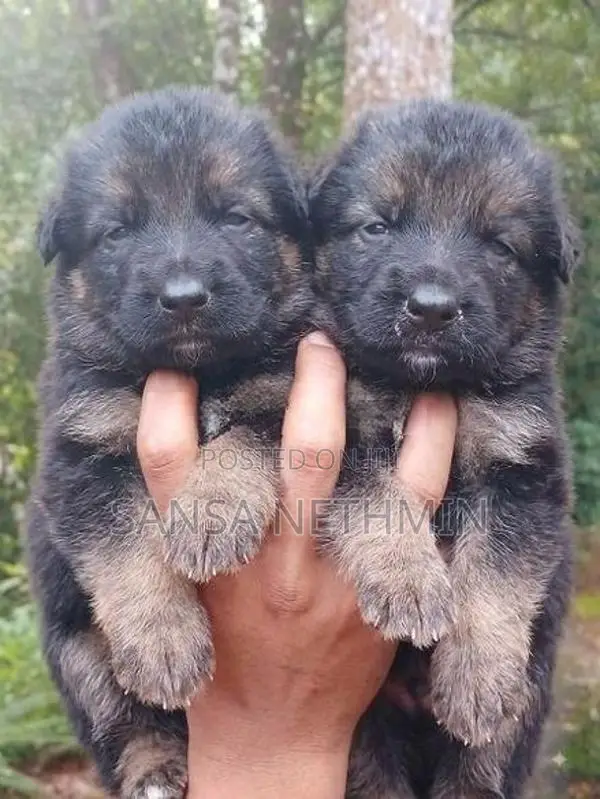 German Shepherd Puppy