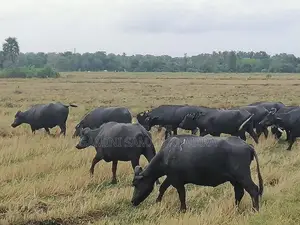 කිරි දෙන මී ගව ගැහැණු සතුන්