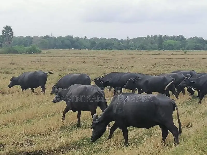 කිරි දෙන මී ගව ගැහැණු සතුන්