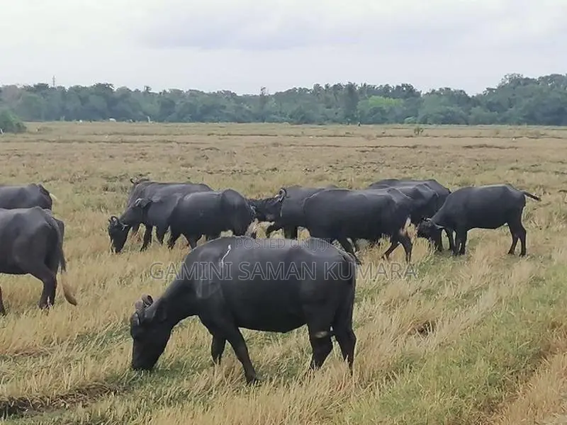 කිරි දෙන මී ගව ගැහැණු සතුන්