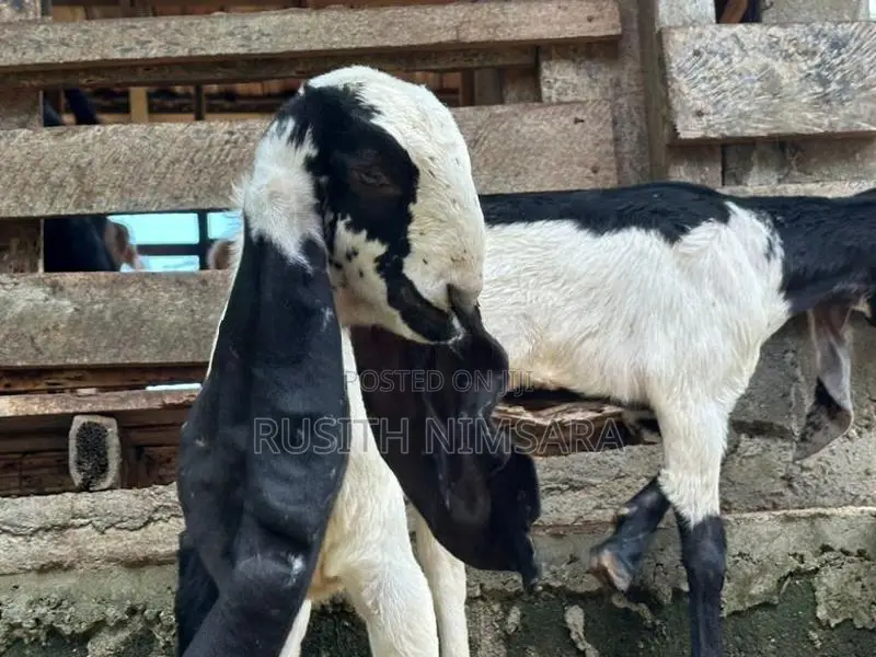 Jamnapari Goats