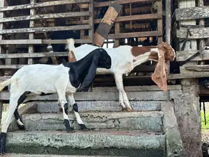Jamnapari Goats