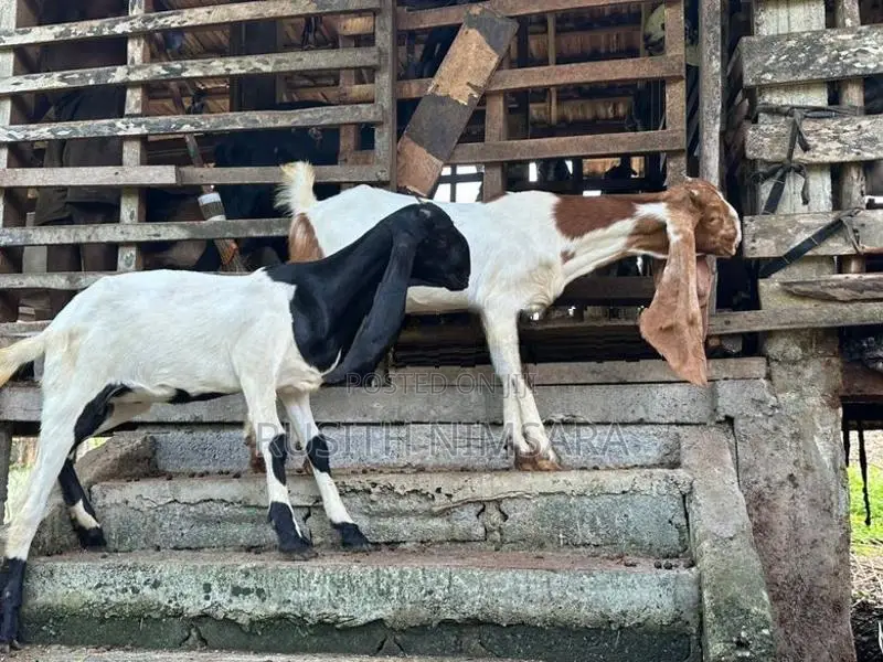 Jamnapari Goats
