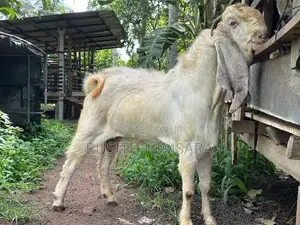 Jamnapari Goats