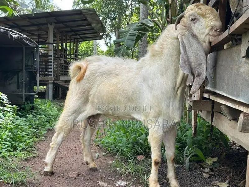 Jamnapari Goats