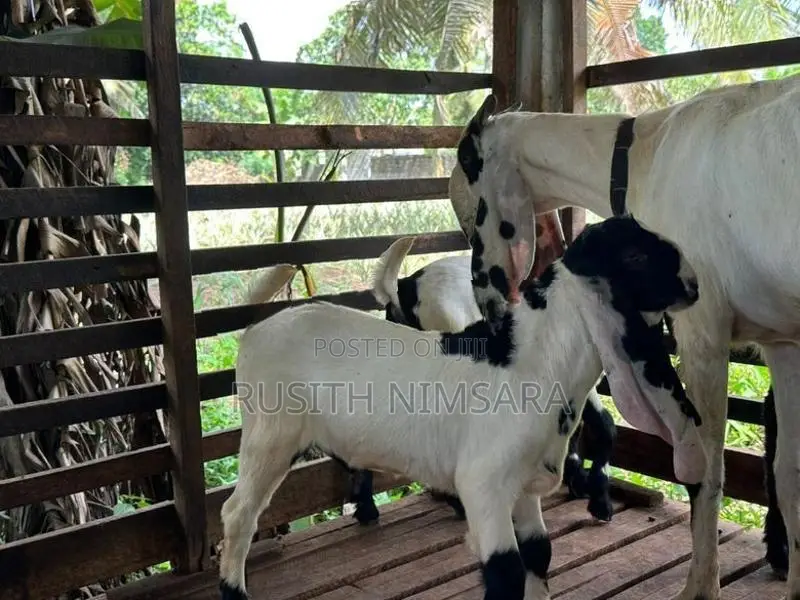 Jamnapari Goats