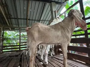 Jamnapari Goats