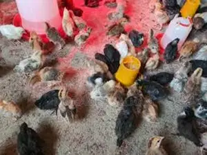 Country Chicks