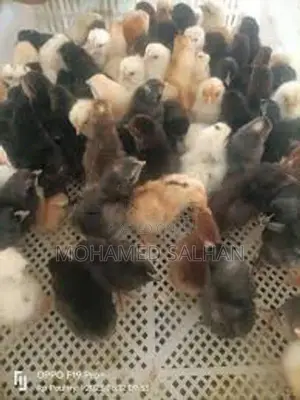 Country Chicks