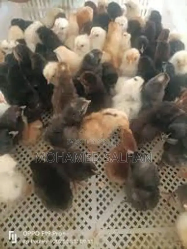 Country Chicks